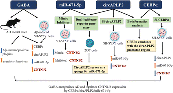 Graphical abstract: The molecular mechanism of γ-aminobutyric acid against AD: the role of CEBPα/circAPLP2/miR-671-5p in regulating CNTN1/2 expression