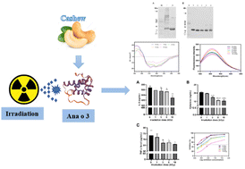 Graphical abstract: Non-thermal processing of cashews: irradiation reduces allergenicity by altering the structure of Ana o 3