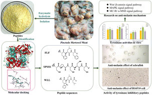 Graphical abstract: Rapid screening of novel tyrosinase inhibitory peptides from a pearl shell meat hydrolysate by molecular docking and the anti-melanin mechanism