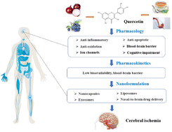 Graphical abstract: Protective effects of dietary quercetin on cerebral ischemic injury: pharmacology, pharmacokinetics and bioavailability-enhancing nanoformulations