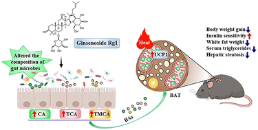 Graphical abstract: Ginsenoside Rg1 activates brown adipose tissue to counteract obesity in high-fat diet-fed mice by regulating gut microbes and bile acid composition