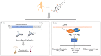 Graphical abstract: 20S-Protopanaxatriol improves cognitive function of Alzheimer's disease by promoting endogenous neurogenesis