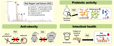 Graphical abstract: Anti-obesity effects of red pepper (Capsicum annuum L.) leaf extract on 3T3-L1 preadipocytes and high fat diet-fed mice