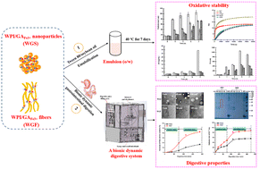 Graphical abstract: In vitro oxidation and digestibility profiles of iron-loaded whey protein isolate/gum Arabic complexes with different morphologies