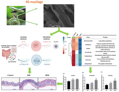 Graphical abstract: A special polysaccharide hydrogel coated on Brasenia schreberi: preventive effects against ulcerative colitis via modulation of gut microbiota