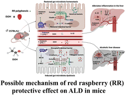Graphical abstract: Red raspberry supplementation mitigates alcohol-induced liver injury associated with gut microbiota alteration and intestinal barrier dysfunction in mice
