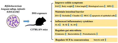 Graphical abstract: Bifidobacterium longum subsp. infantis FJSYZ1M3 ameliorates DSS-induced colitis by maintaining the intestinal barrier, regulating inflammatory cytokines, and modifying gut microbiota