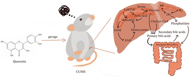 Graphical abstract: Quercetin modulates the liver metabolic profile in a chronic unpredictable mild stress rat model based on metabolomics technology