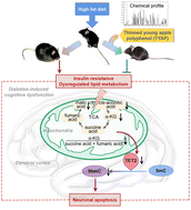 Graphical abstract: Thinned young apple polyphenols may prevent neuronal apoptosis by up-regulating 5-hydroxymethylcytosine in the cerebral cortex of high-fat diet-induced diabetic mice