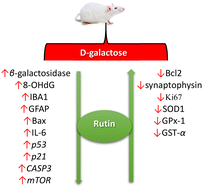 Graphical abstract: Rutin attenuates d-galactose-induced oxidative stress in rats’ brain and liver: molecular docking and experimental approaches