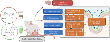 Graphical abstract: Chlorogenic acid combined with epigallocatechin-3-gallate mitigates d-galactose-induced gut aging in mice