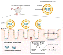 Graphical abstract: Liposome-embedded SOD attenuated DSS-induced ulcerative colitis in mice by ameliorating oxidative stress and intestinal barrier dysfunction