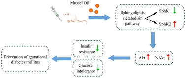 Graphical abstract: The preventive effect of mussel oil on gestational diabetes mellitus in pregnant mice fed by a high-fat and high-sucrose diet