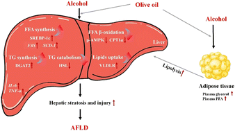Graphical abstract: Monounsaturated fatty acid-enriched olive oil exacerbates chronic alcohol-induced hepatic steatosis and liver injury in C57BL/6J mice