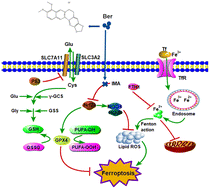 Graphical abstract: Berberine hydrochloride alleviates imatinib mesylate – induced cardiotoxicity through the inhibition of Nrf2-dependent ferroptosis