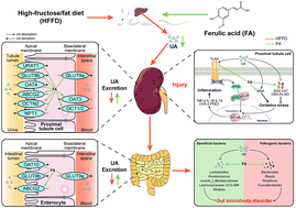 Graphical abstract: Ferulic acid supplementation alleviates hyperuricemia in high-fructose/fat diet-fed rats via promoting uric acid excretion and mediating the gut microbiota