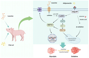 Graphical abstract: Dietary leucine and fish oil cooperatively regulate skeletal myofiber type transformation via the CaMKII signaling pathway of pigs