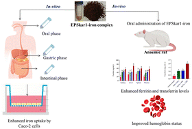 Graphical abstract: Influence of exopolysaccharide EPSKar1–iron complexation on iron bioavailability and alleviating iron deficiency anaemia in Wistar rats