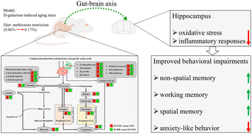 Graphical abstract: Dietary methionine restriction improves gut microbiota composition and prevents cognitive impairment in d-galactose-induced aging mice