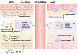 Graphical abstract: Bifidobacterium animalis subsp. lactis BL-99 ameliorates colitis-related lung injury in mice by modulating short-chain fatty acid production and inflammatory monocytes/macrophages