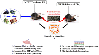 Graphical abstract: The protective role of microbiota in the prevention of MPTP/P-induced Parkinson's disease by resveratrol