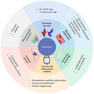 Graphical abstract: Microbial nattokinase: from synthesis to potential application