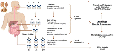 Graphical abstract: In vitro digestion and colonic fermentation of phenolic compounds and their bioaccessibility from raw and roasted nut kernels