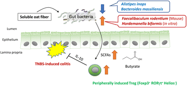 Graphical abstract: Effect of soluble oat fiber on intestinal microenvironment and TNBS-induced colitis