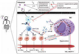 Graphical abstract: Synergistic effects of l-theanine and epigallocatechin gallate in alleviating ovalbumin allergy by regulating intestinal immunity through inhibition of mast cell degranulation