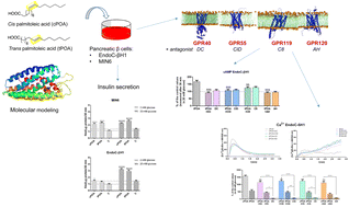 Graphical abstract: Trans-palmitoleic acid, a dairy fat biomarker, stimulates insulin secretion and activates G protein-coupled receptors with a different mechanism from the cis isomer