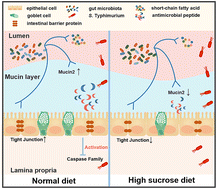 Graphical abstract: A high-sucrose diet causes microbiota composition shift and promotes the susceptibility of mice to Salmonella Typhimurium infection