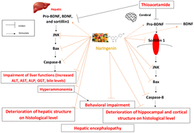 Graphical abstract: Naringenin mitigates thioacetamide-induced hepatic encephalopathy in rats: targeting the JNK/Bax/caspase-8 apoptotic pathway