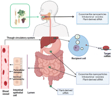 Graphical abstract: Emerging evidence on the effects of plant-derived microRNAs in colorectal cancer: a review