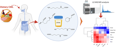 Graphical abstract: The Maillard reaction end product Nε-carboxymethyllysine is metabolized in humans and the urinary levels of the microbial metabolites are associated with individual diet