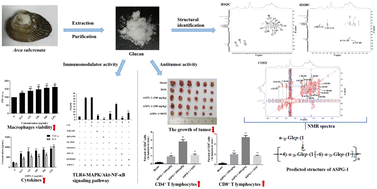 Graphical abstract: Characterization of a novel polysaccharide from Arca subcrenata and its immunoregulatory activities in vitro and in vivo