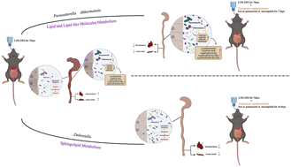 Graphical abstract: The effects of live and pasteurized Akkermansia muciniphila on DSS-induced ulcerative colitis, gut microbiota, and metabolomics in mice