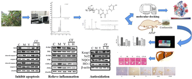 Graphical abstract: Confusoside, a dihydrochalcone glucoside, prevents acetaminophen-induced liver injury by modulating the Nrf2/NF-κB/caspase signaling pathway