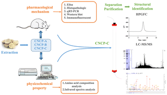 Graphical abstract: Pharmacodynamic structure of deer antler base protein and its mammary gland hyperplasia inhibition mechanism by mediating Raf-1/MEK/ERK signaling pathway activation