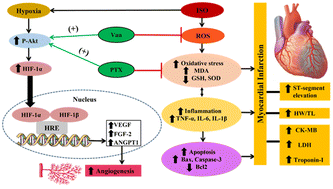 Graphical abstract: Vanillin and pentoxifylline ameliorate isoproterenol-induced myocardial injury in rats via the Akt/HIF-1α/VEGF signaling pathway