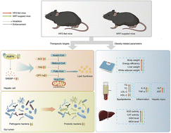 Graphical abstract: Oolong tea of different years protects high-fat diet-fed mice against obesity by regulating lipid metabolism and modulating the gut microbiota