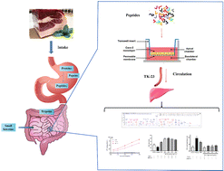 Graphical abstract: Transepithelial transport and cytoprotection of novel antioxidant peptides isolated from simulated gastrointestinal digestion of Xuanwei ham