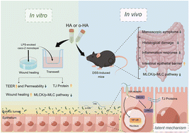 Graphical abstract: A comparative study of the ameliorative effects of hyaluronic acid oligosaccharides and hyaluronic acid on DSS-induced colitis in mice and research on relevant mechanisms