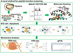 Graphical abstract: Analyzing the mechanism by which oyster peptides target IL-2 in melanoma cell apoptosis based on RNA-seq and m6A-seq