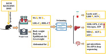 Graphical abstract: The synergic effects and mechanism of KGM–DMY complex in the prevention of obesity and enhancement of fatigue resistance in mice