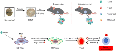 Graphical abstract: Moringa oleifera leaf polysaccharides exert anti-lung cancer effects upon targeting TLR4 to reverse the tumor-associated macrophage phenotype and promote T-cell infiltration