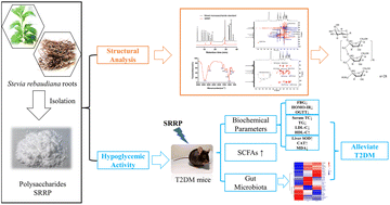 Graphical abstract: Structural elucidation and hypoglycemic effect of an inulin-type fructan extracted from Stevia rebaudiana roots
