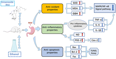 Graphical abstract: Gastroprotective effects of ginsenoside Rh4 against ethanol-induced gastric mucosal injury by inhibiting the MAPK/NF-κB signaling pathway