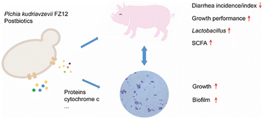 Graphical abstract: Postbiotics from Pichia kudriavzevii promote intestinal health performance through regulation of Limosilactobacillus reuteri in weaned piglets