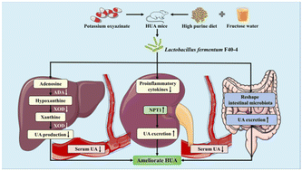 Graphical abstract: Lactobacillus fermentum F40-4 ameliorates hyperuricemia by modulating the gut microbiota and alleviating inflammation in mice