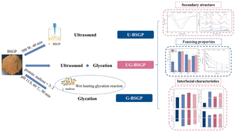 Graphical abstract: Enhancing the foaming properties of brewer's spent grain protein by ultrasound treatment and glycation reaction